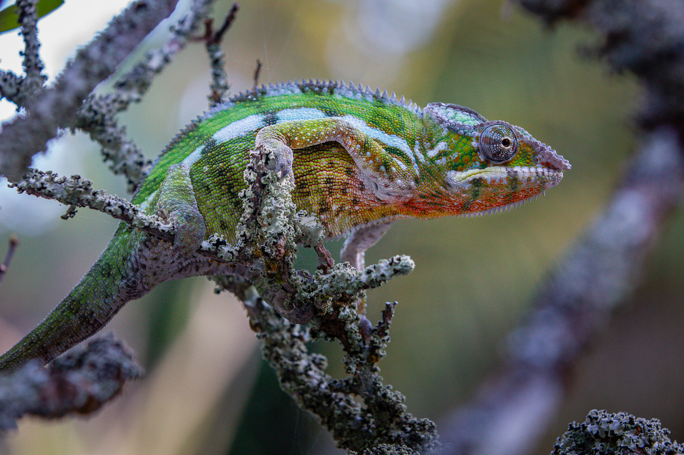 2024_Madagaskar_1D-1324.jpg