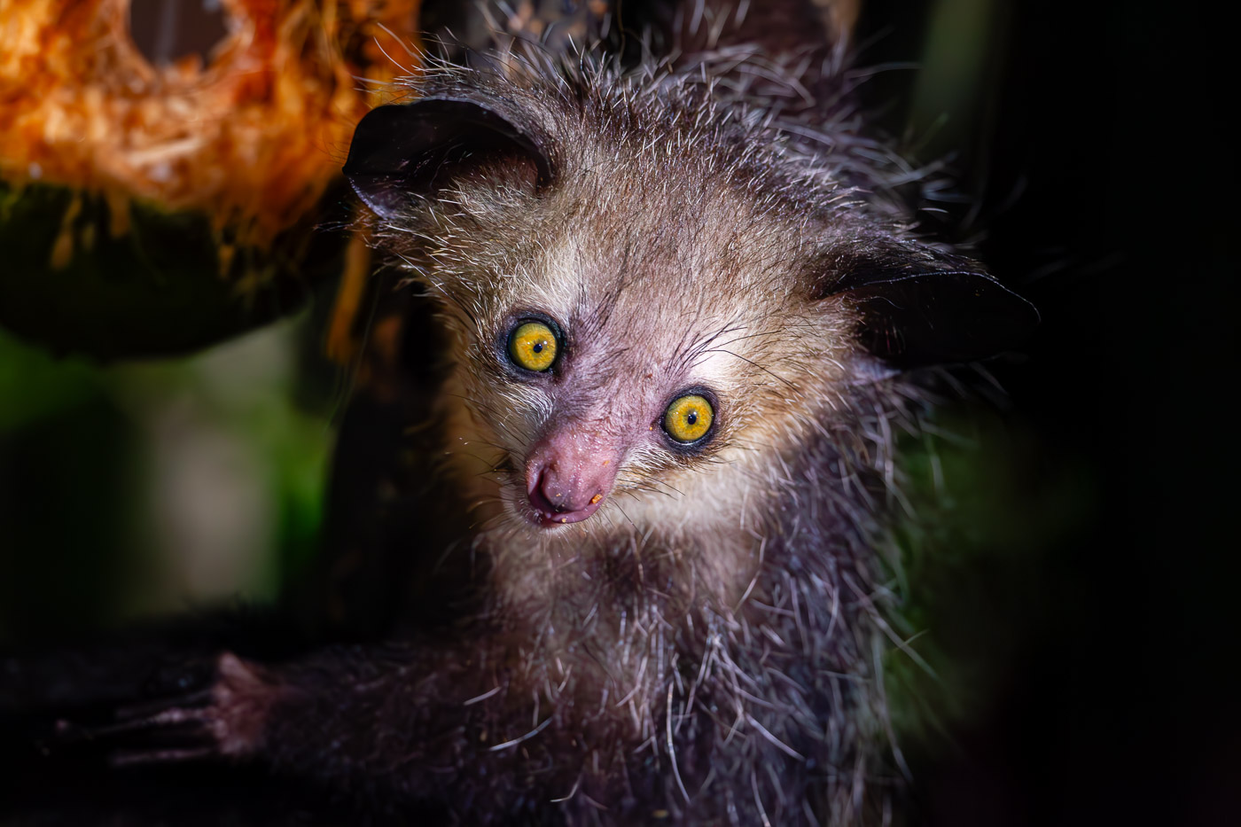 2024_Madagaskar_1D-1500-Verbessert-RR-Bearbeitet.jpg