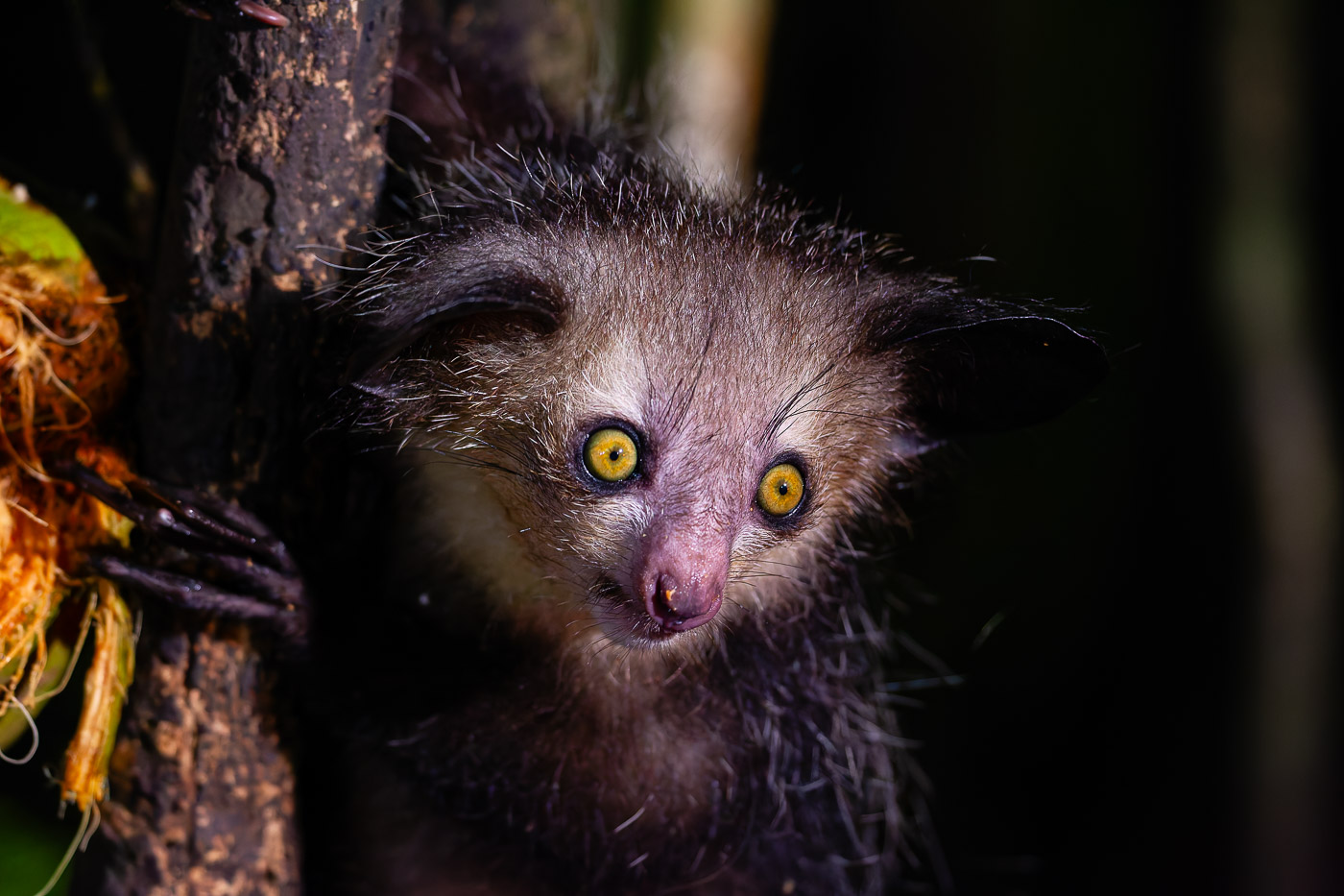 2024_Madagaskar_1D-1514-DNG.jpg