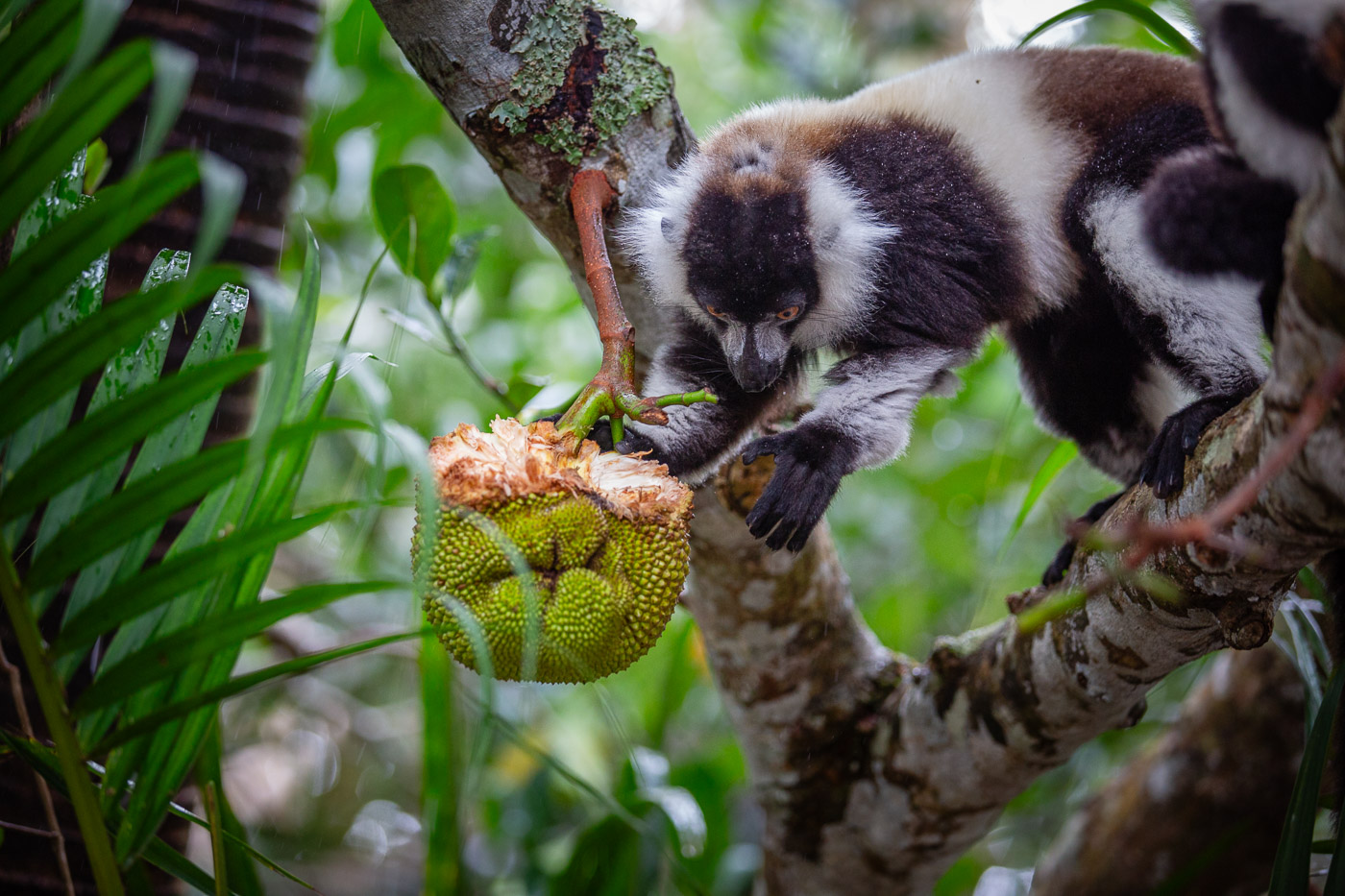 2024_Madagaskar_5D-2118.jpg