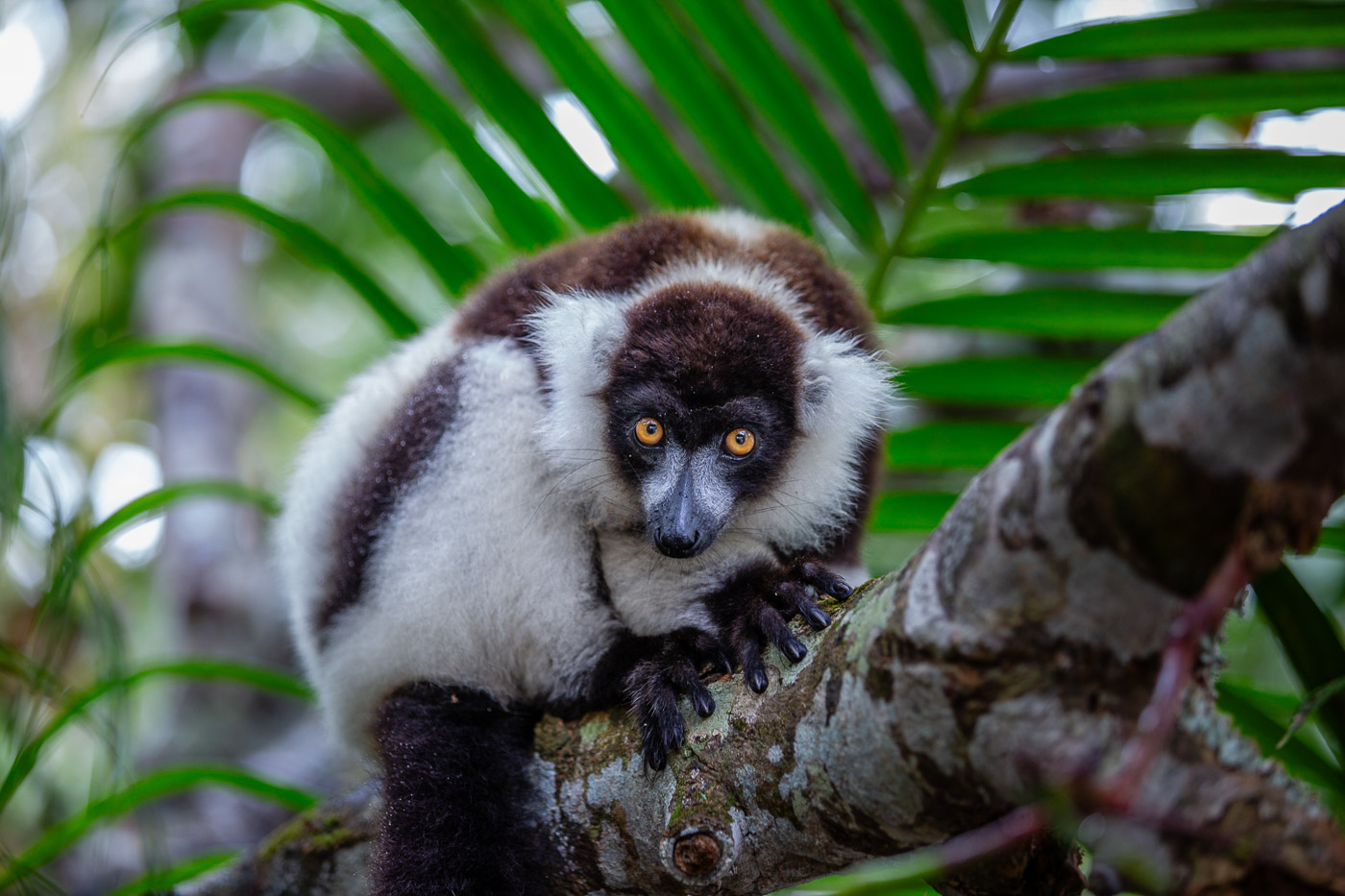 2024_Madagaskar_5D-2150.jpg
