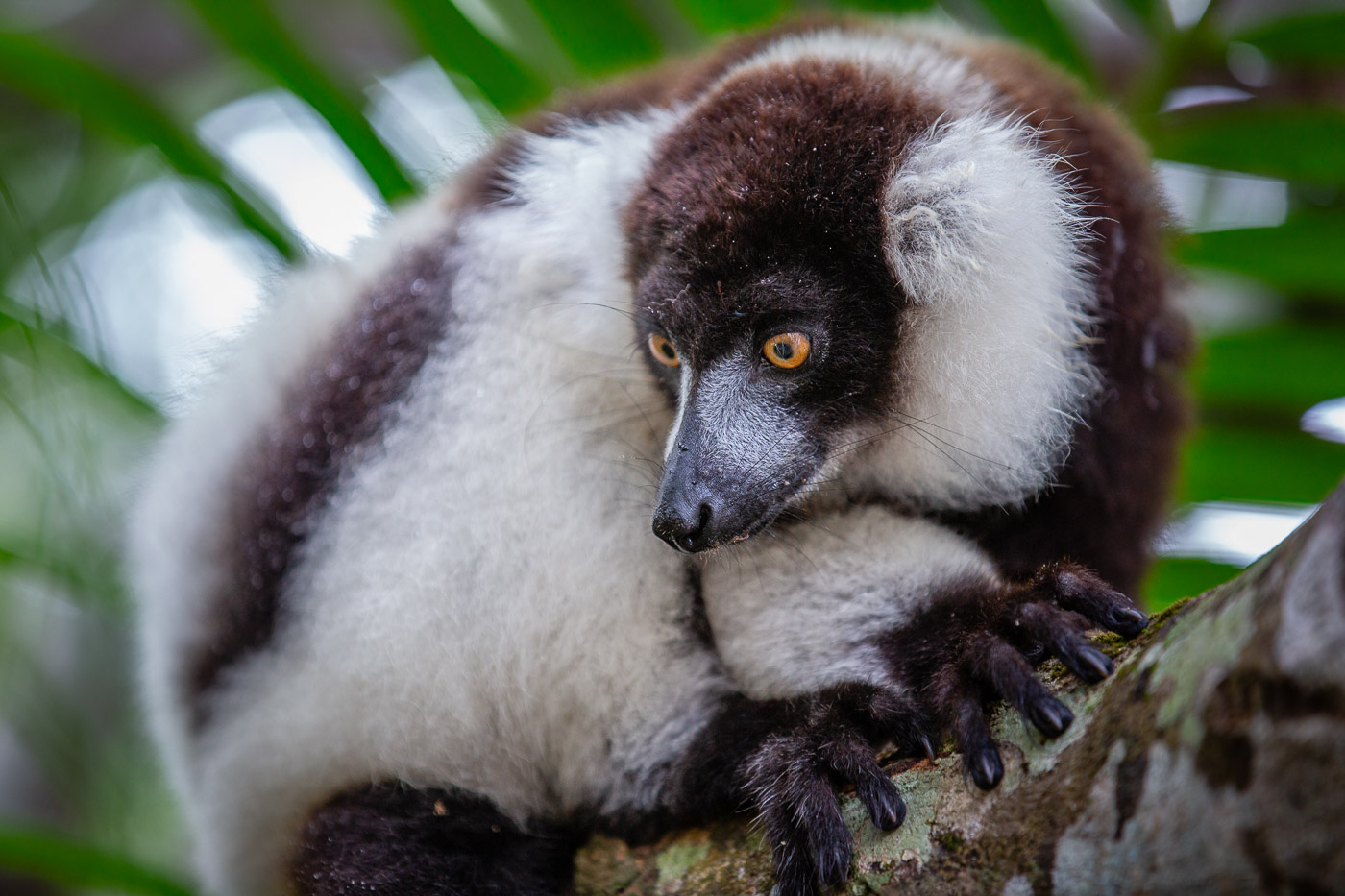 2024_Madagaskar_5D-2155.jpg