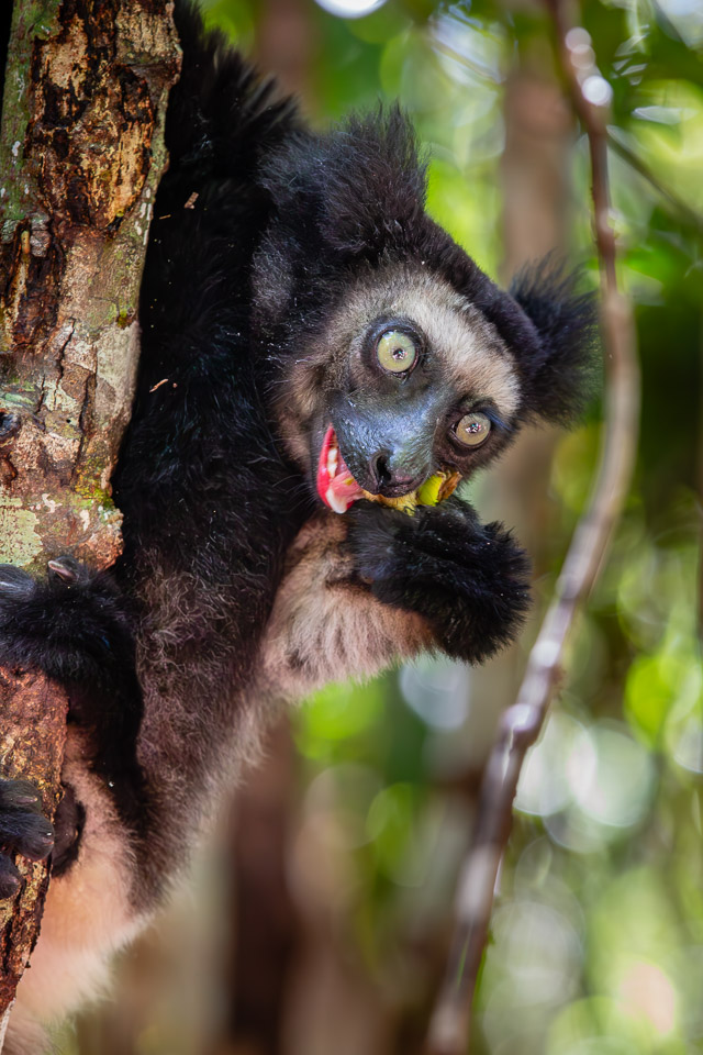 2024_Madagaskar_5D-2328-Verbessert-RR.jpg