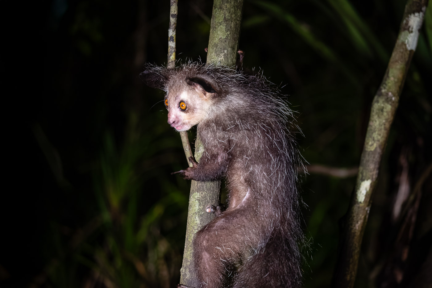 2024_Madagaskar_5D-2735-001-Bearbeitet.jpg