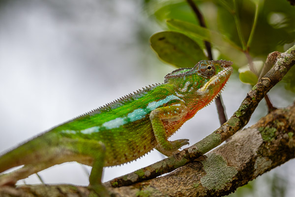 2024_Madagaskar_1D-0898-HDR-Bearbeitet.jpg
