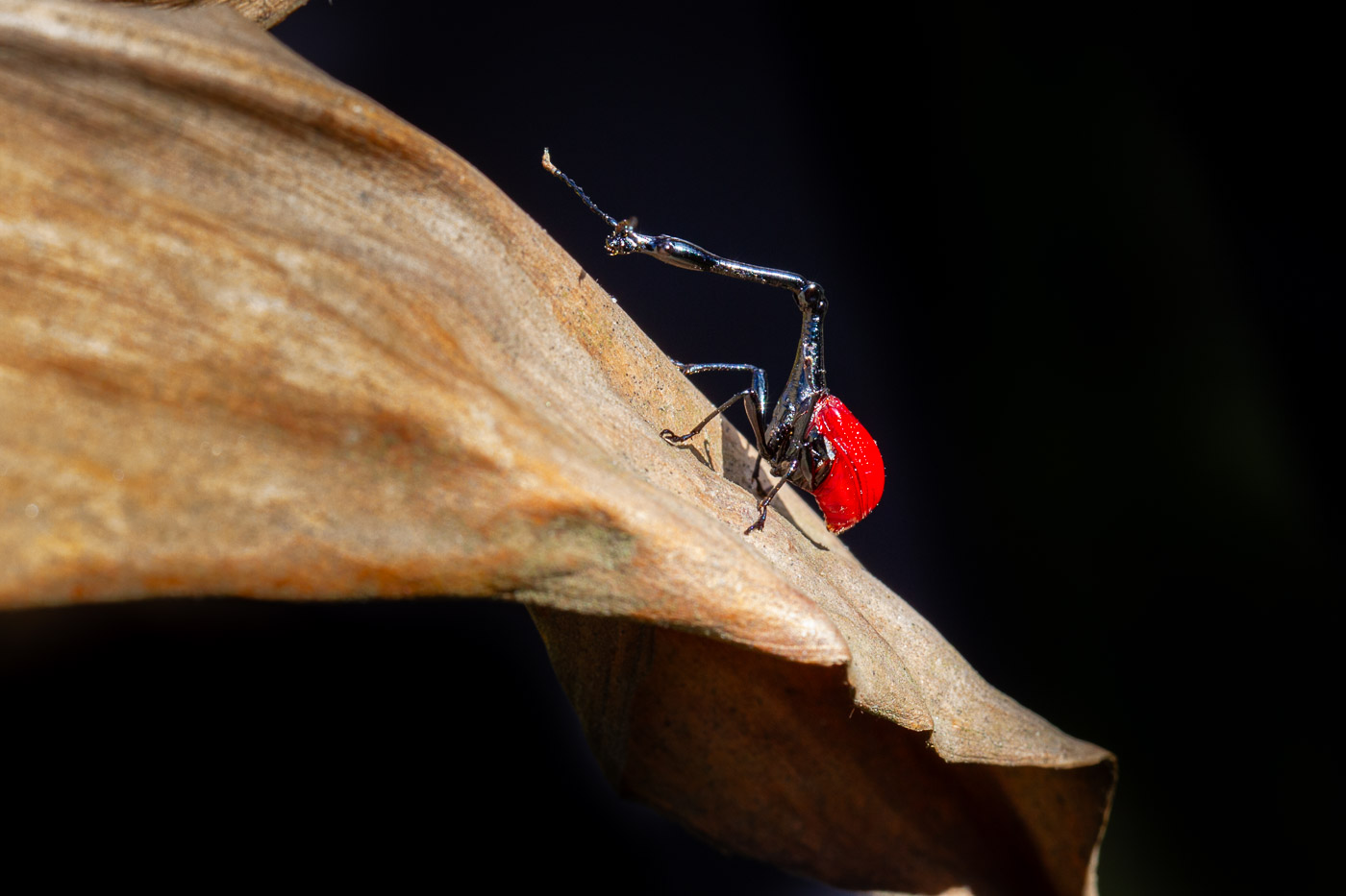 2024_Madagaskar_1D-3577.jpg