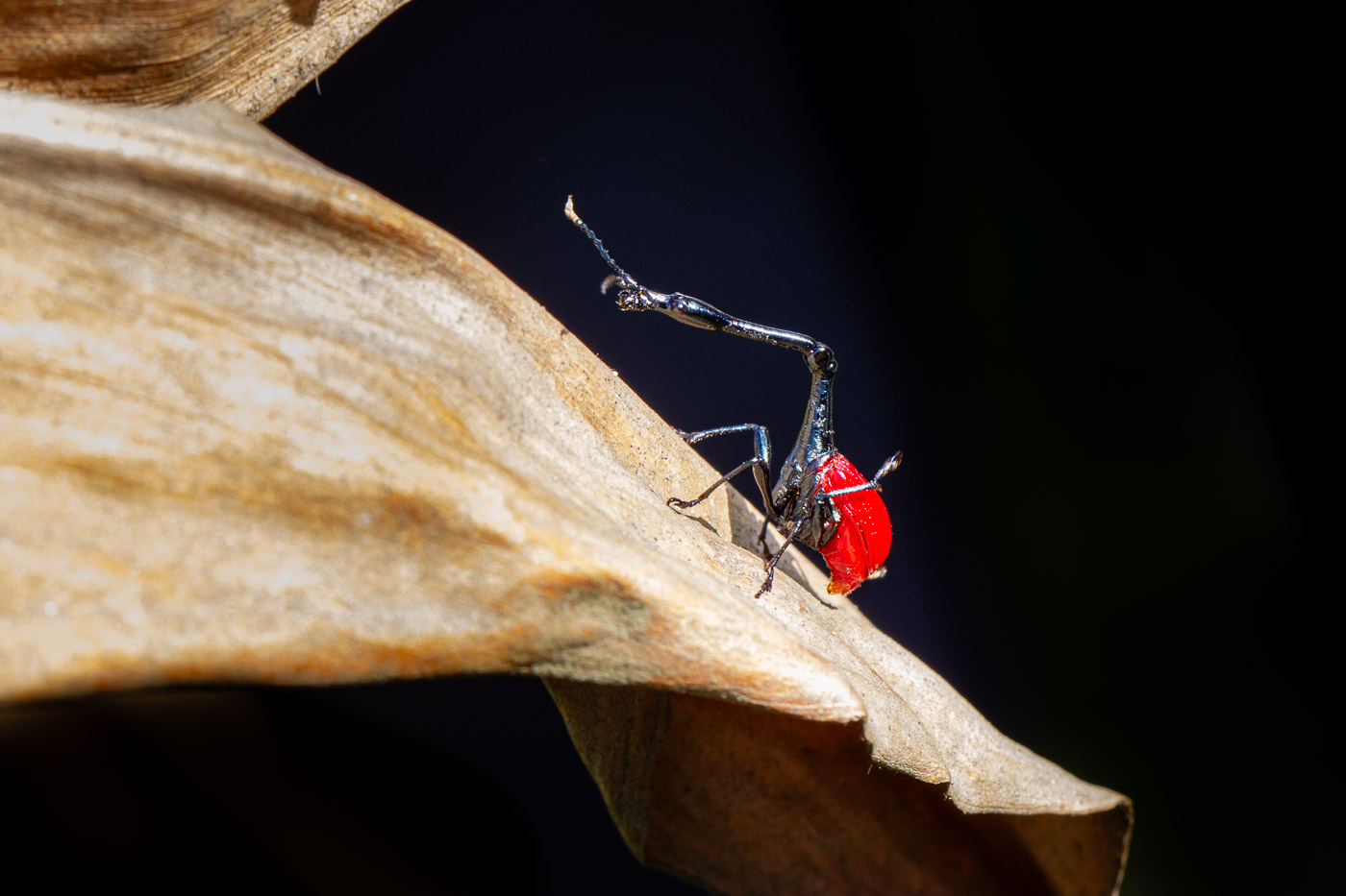 2024_Madagaskar_1D-3579.jpg