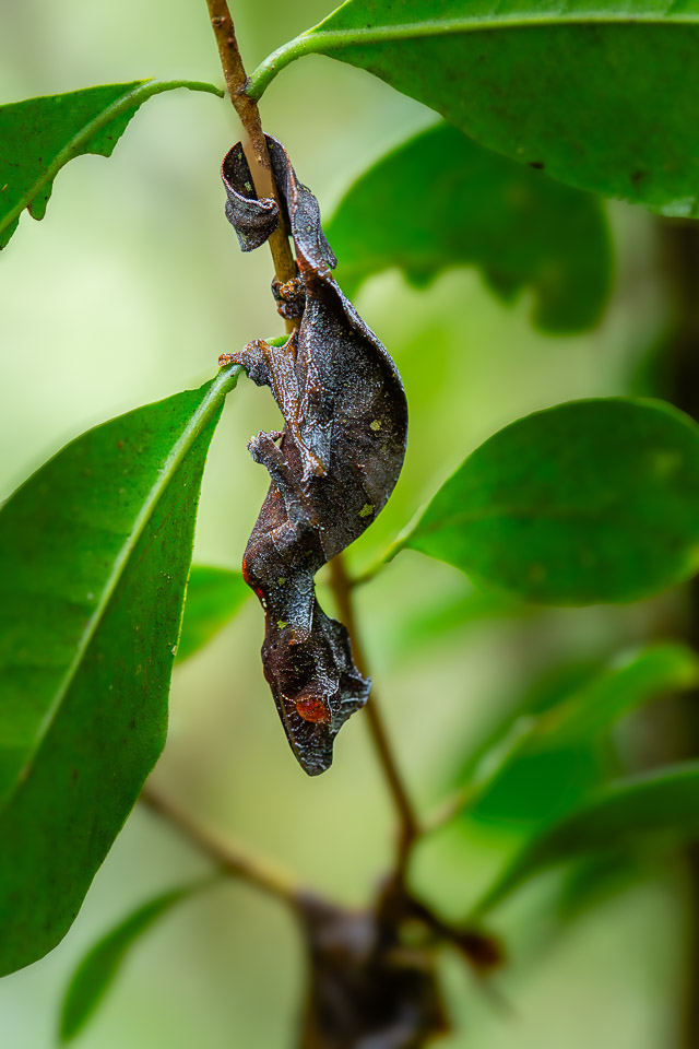2024_Madagaskar_5D-3531-001.jpg