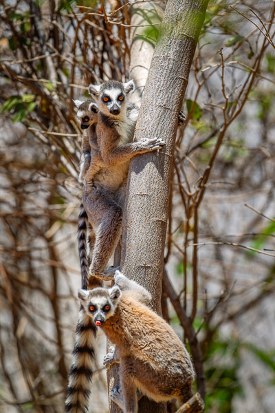 2024_Madagaskar_1D-4206.jpg