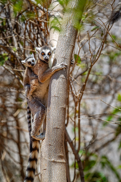 2024_Madagaskar_1D-4212.jpg