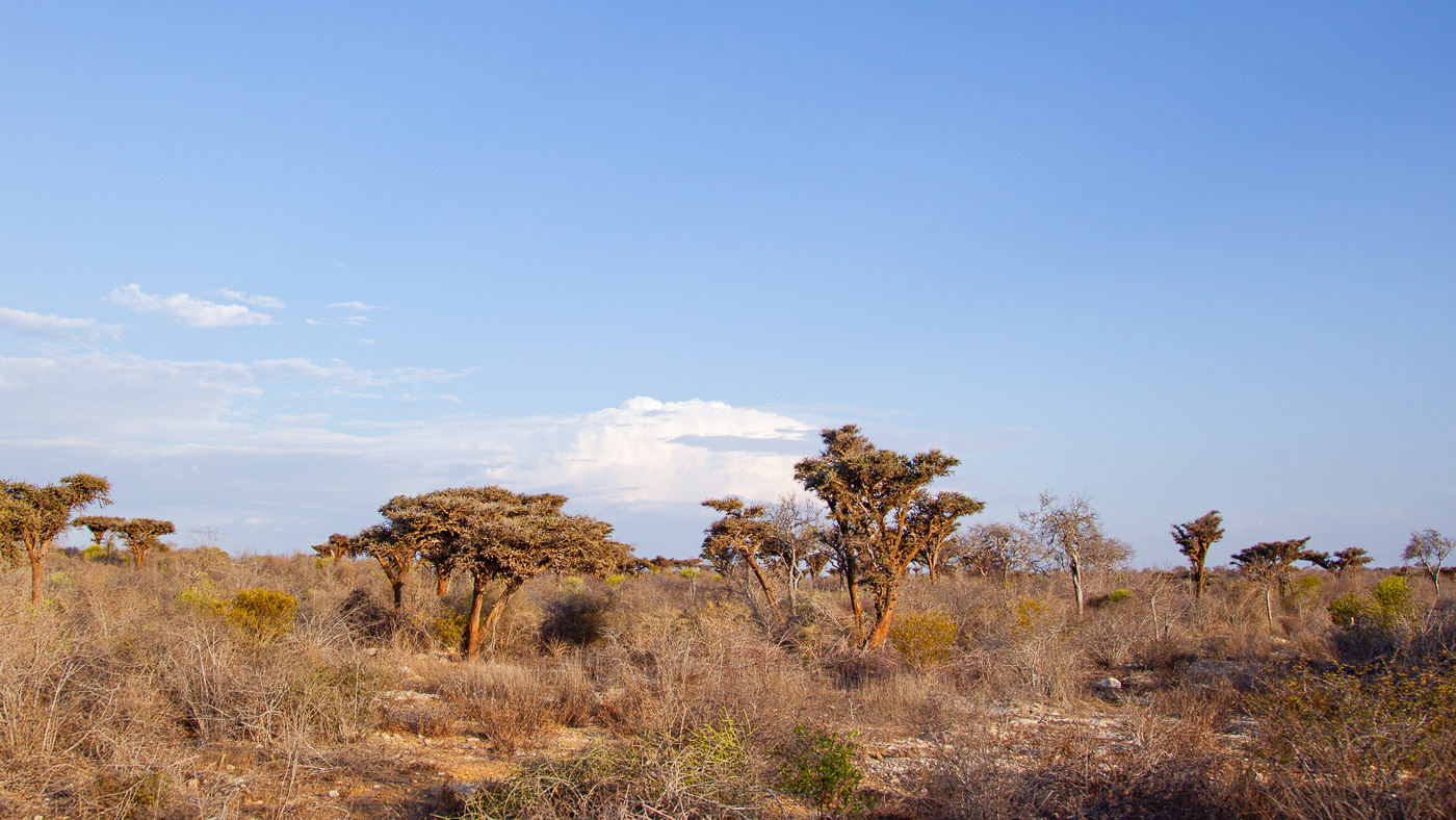 2024_Madagaskar_1D-6859.jpg