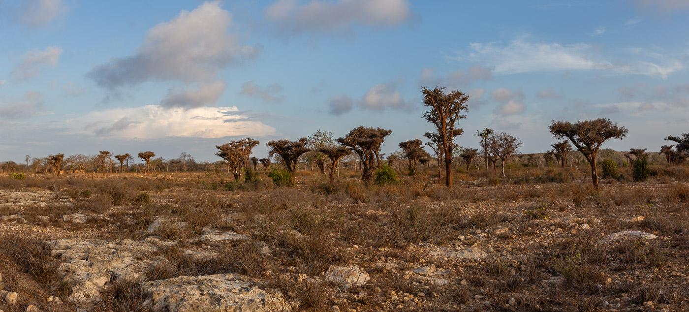 2024_Madagaskar_5D-5547-Pano.jpg