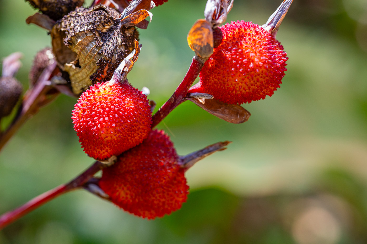 2024_Madagaskar_5D-6243.jpg