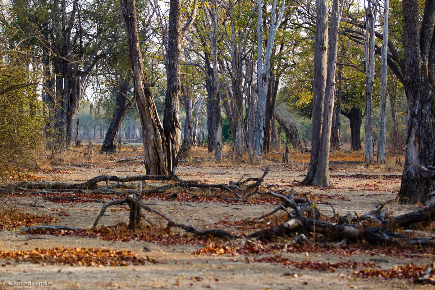 Zambia_2011_1D-4962.jpg