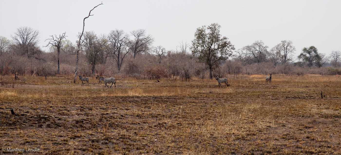 Zambia_2011_20D-2938.jpg