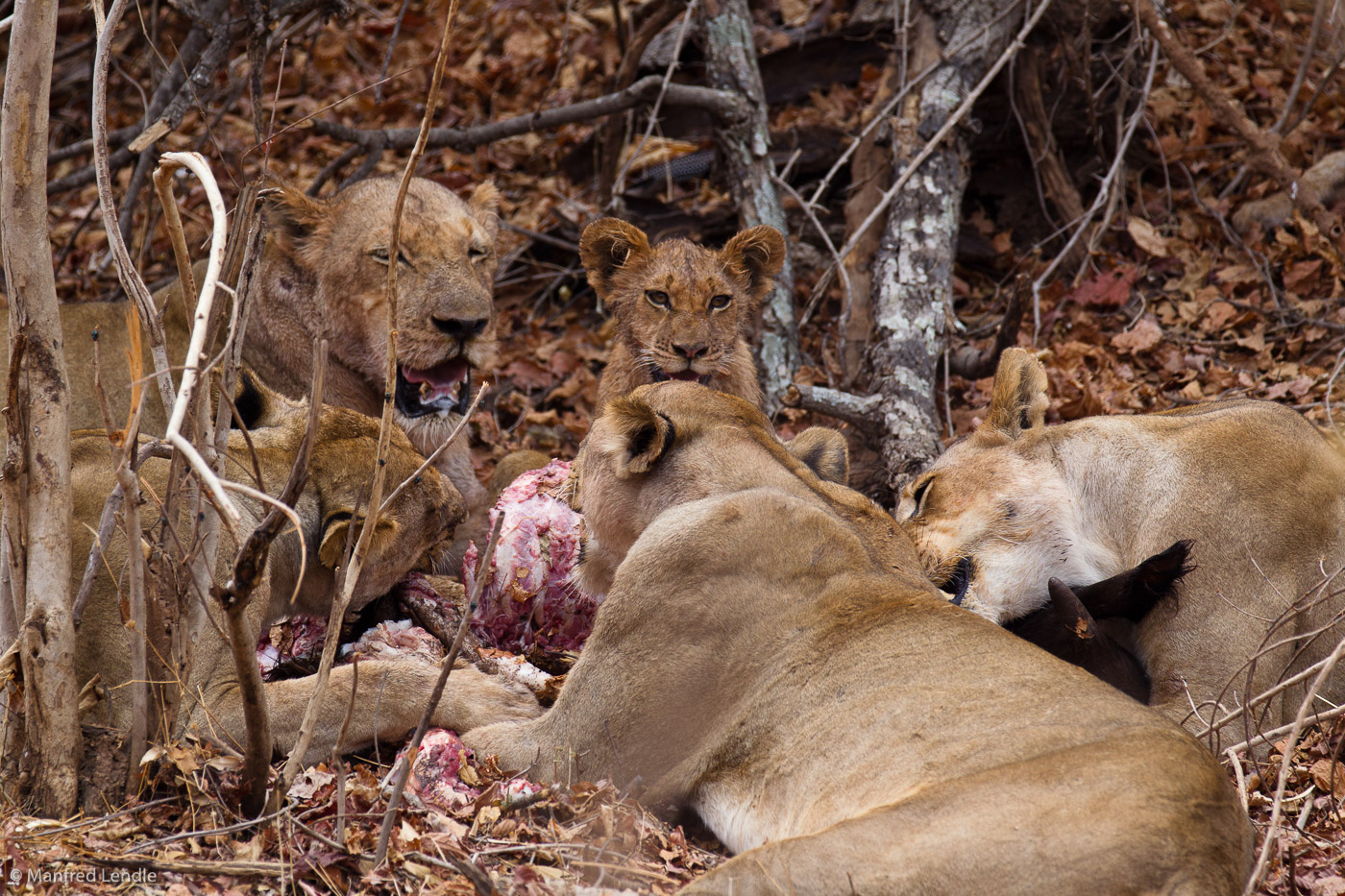 Zambia_2011_1D-6349.jpg