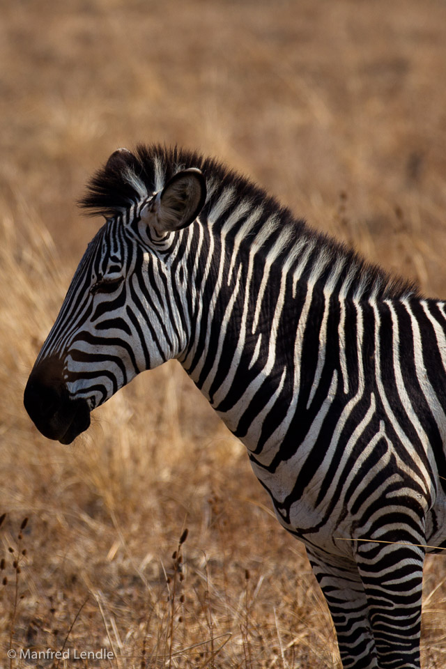 Zambia_2011_1D-6920.jpg