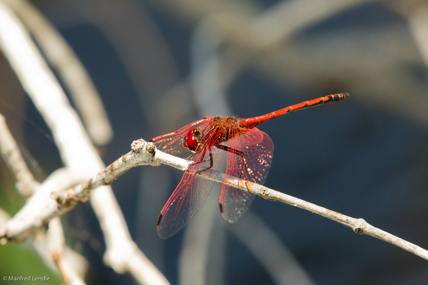 Zambia_2011_1D-8742.jpg