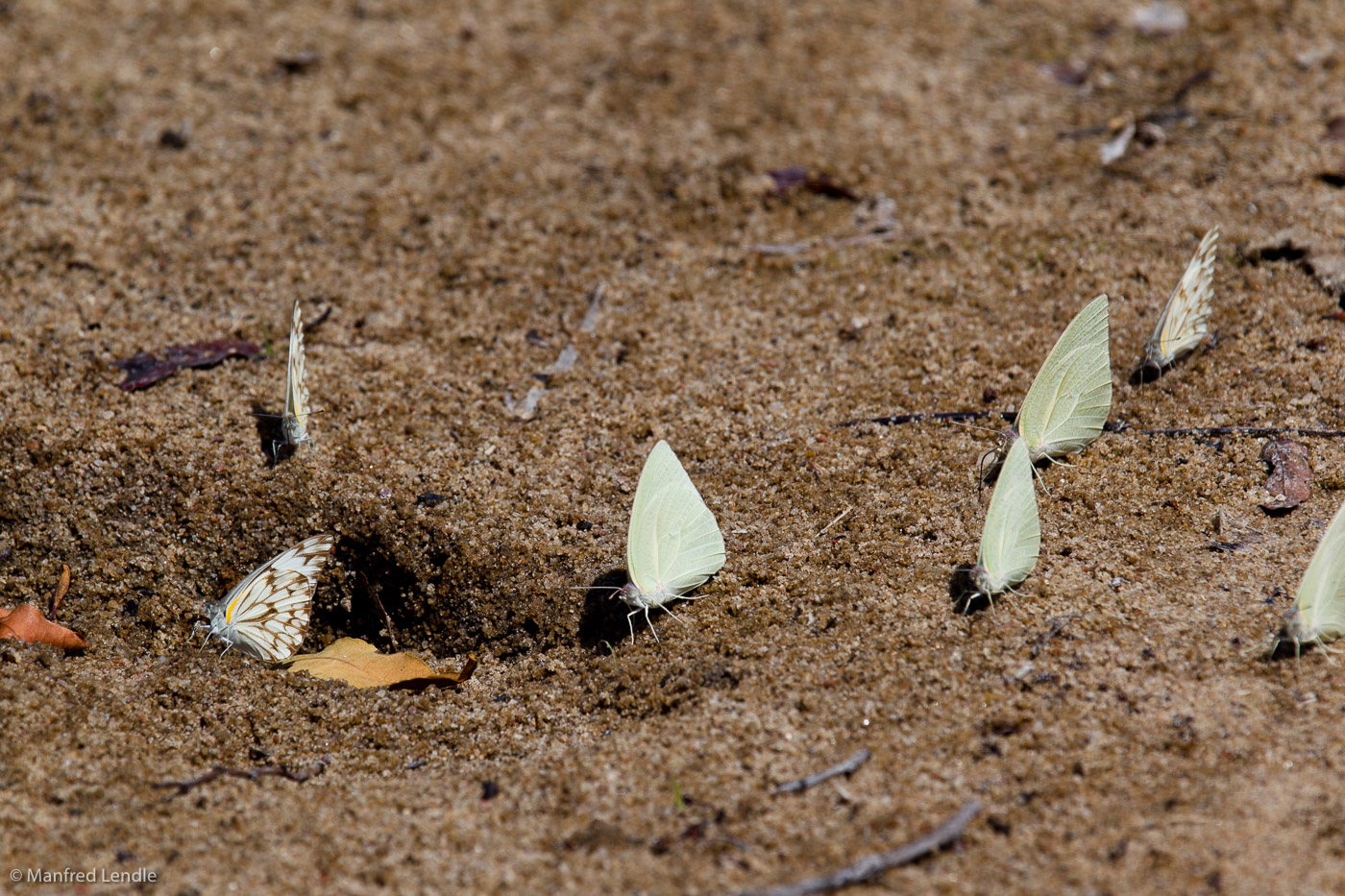 Zambia_2011_1D-8833.jpg