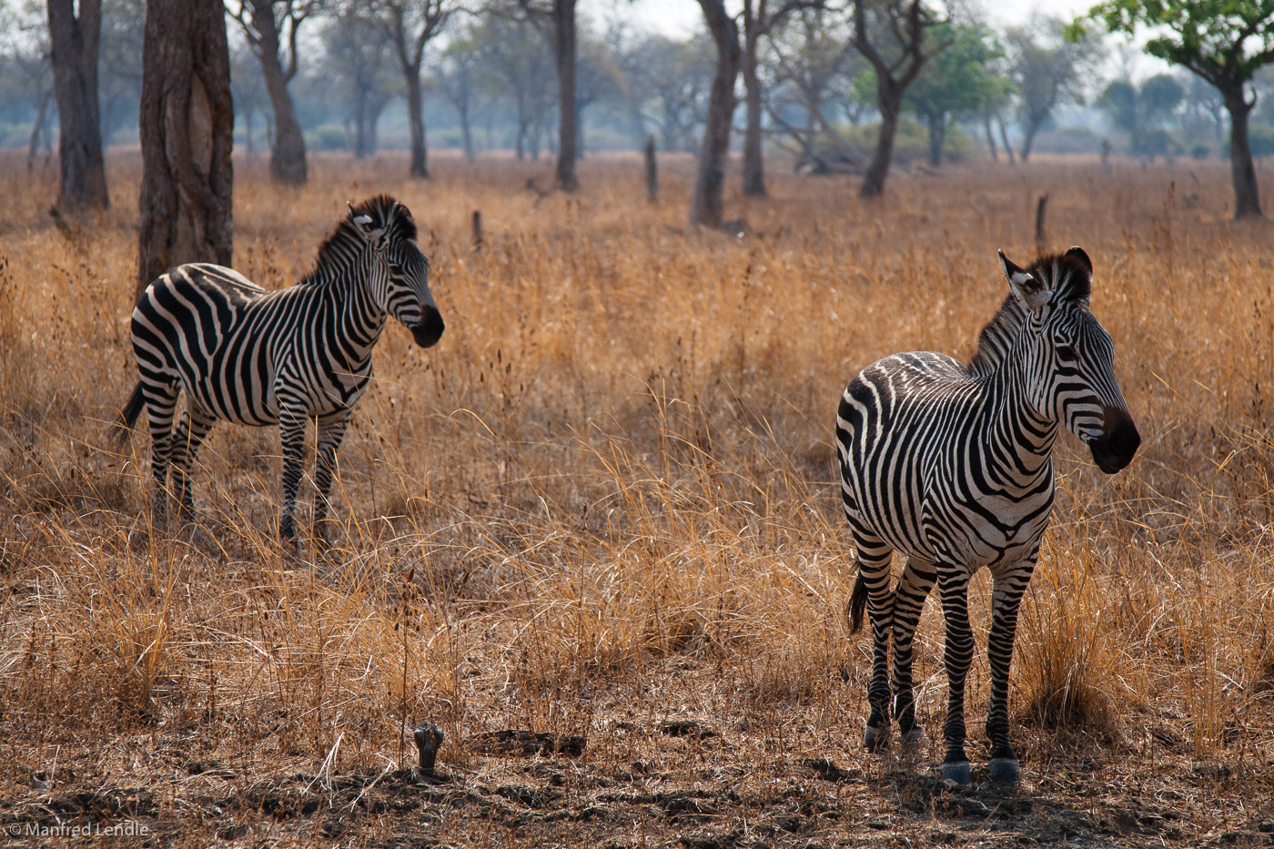 Zambia_2011_20D-3320.jpg