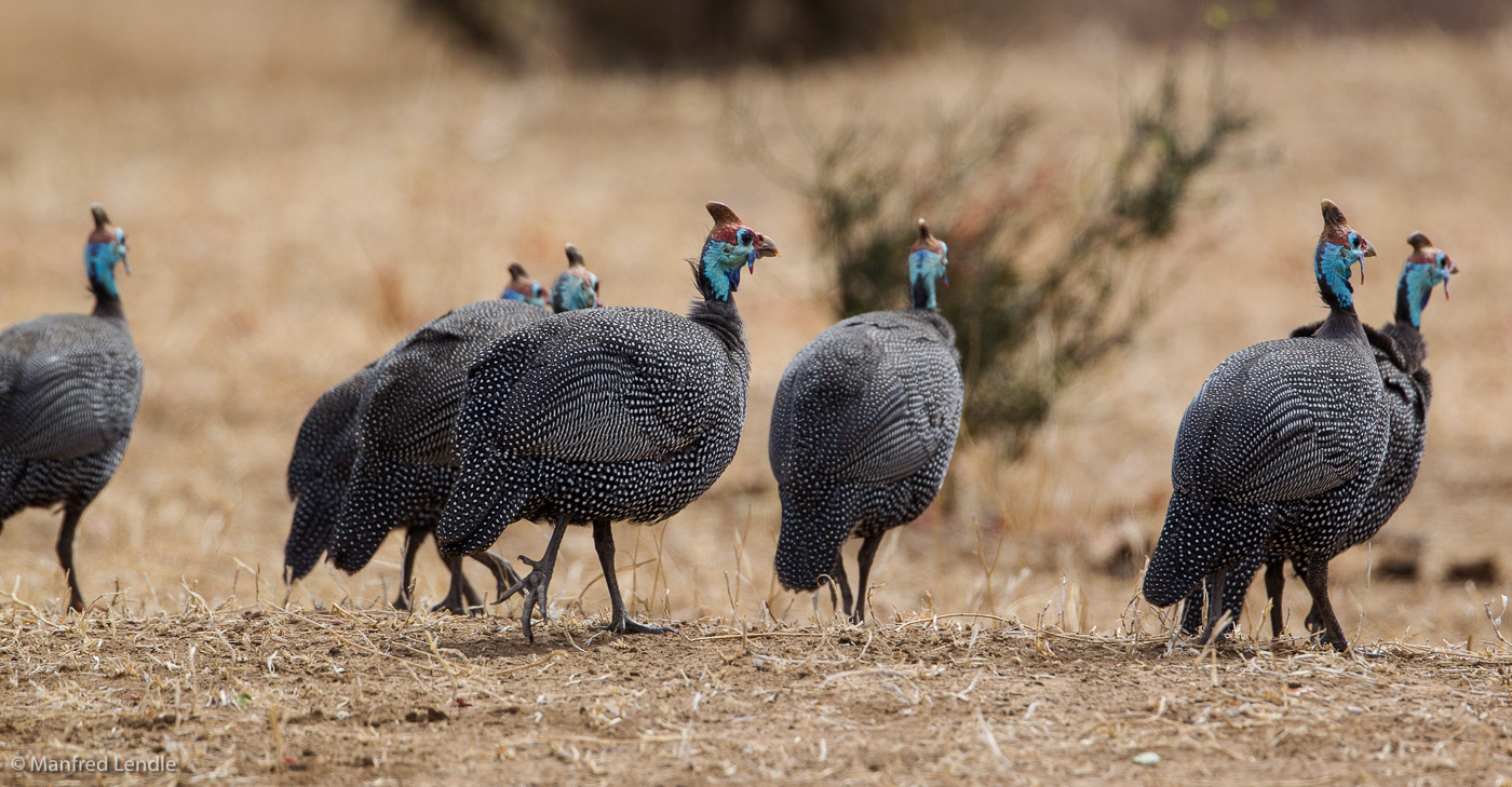 Zimbabwe_2012_1D-1301.jpg