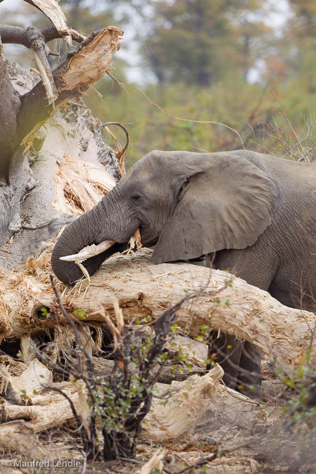 Zimbabwe_2012_1D-1374.jpg