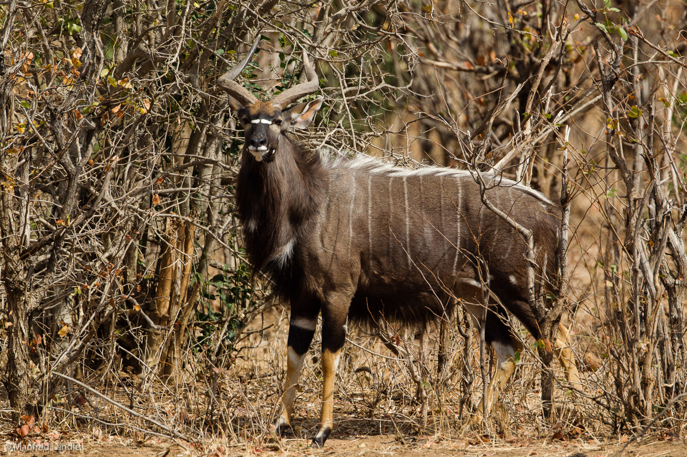 Zimbabwe_2012_1D-1832.jpg