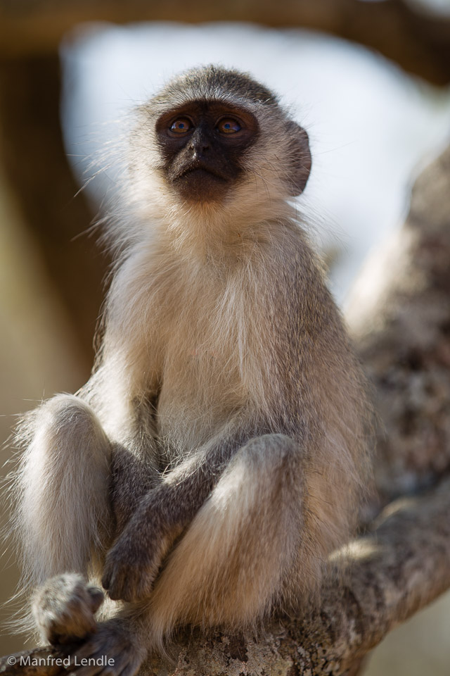 Zimbabwe_2012_1D-2227.jpg