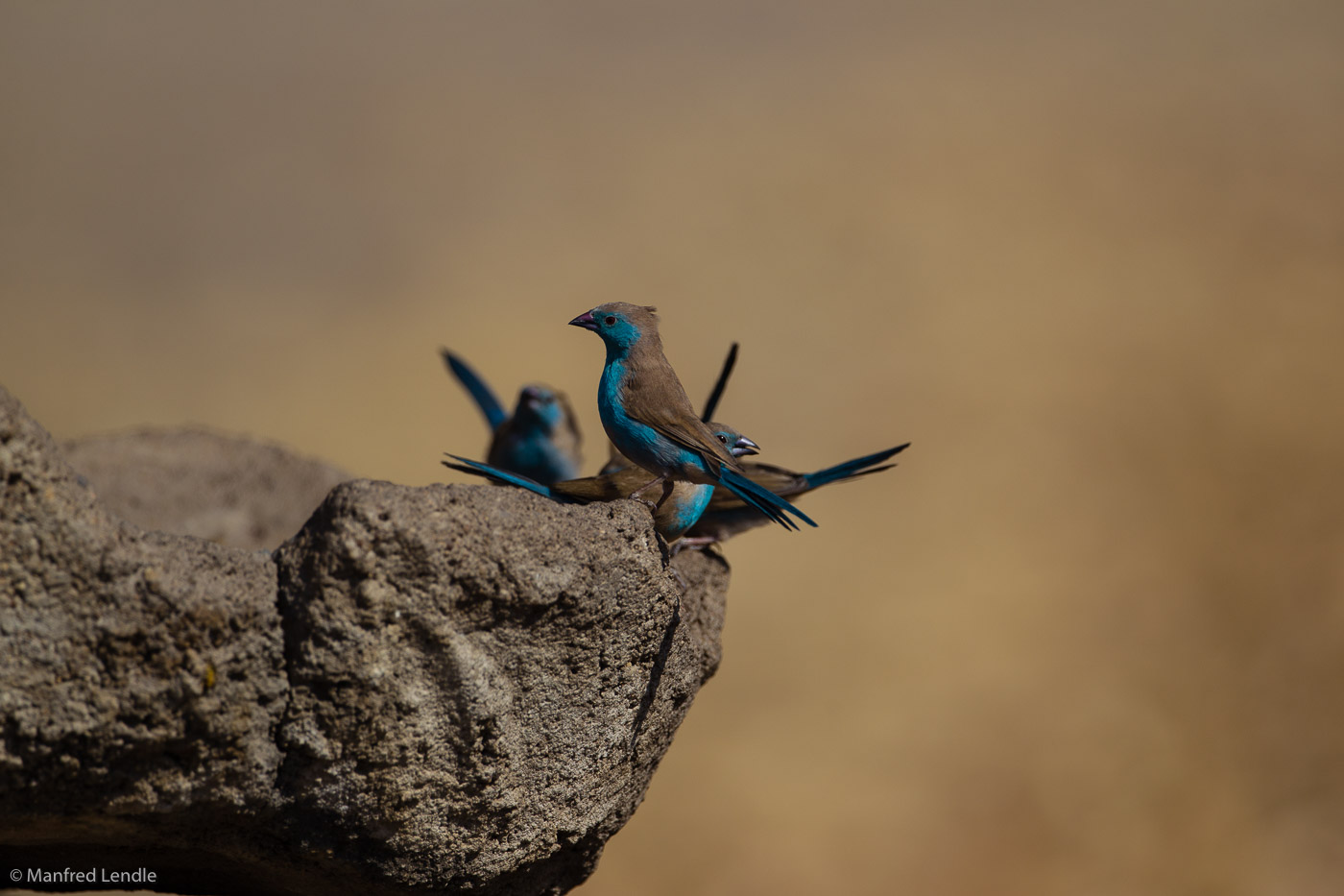 Zimbabwe_2012_1D-9962.jpg