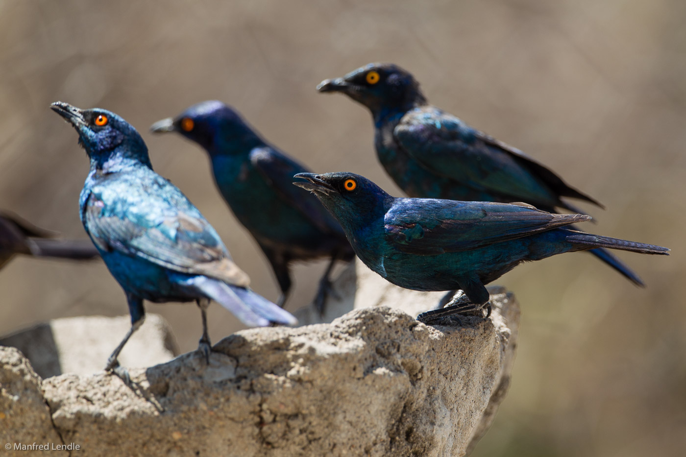 Zimbabwe_2012_1D-9980.jpg