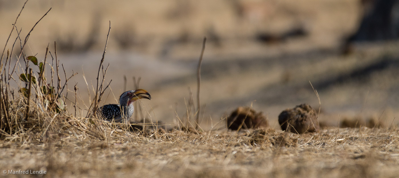 Zimbabwe_2012_20D-9766.jpg