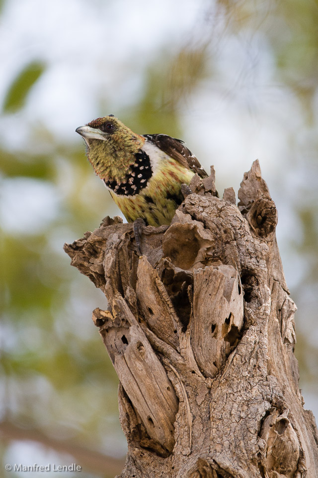 Zimbabwe_2012_20D-9937.jpg