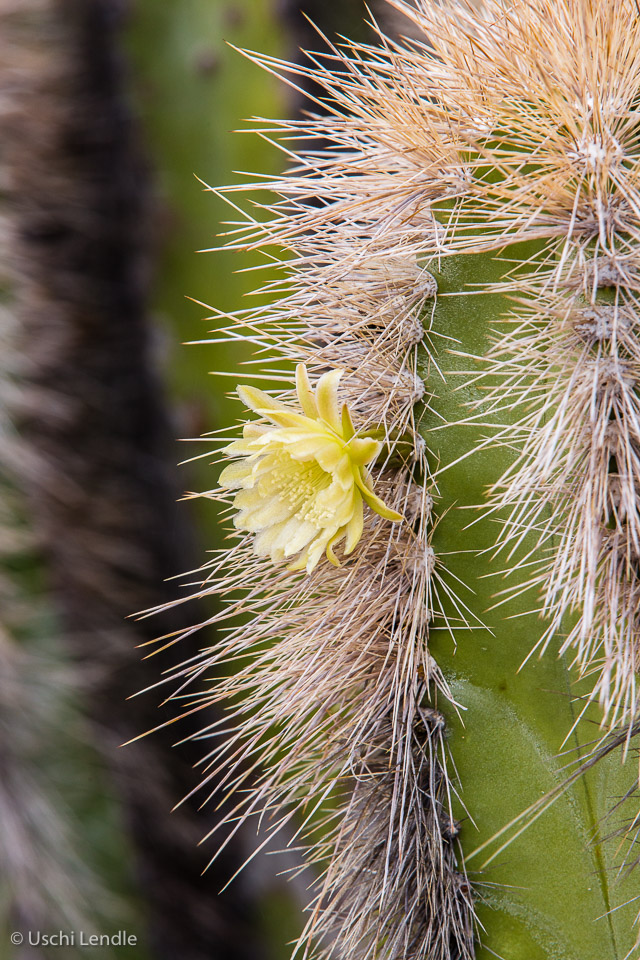 Mexiko_2014_5D-2692.jpg