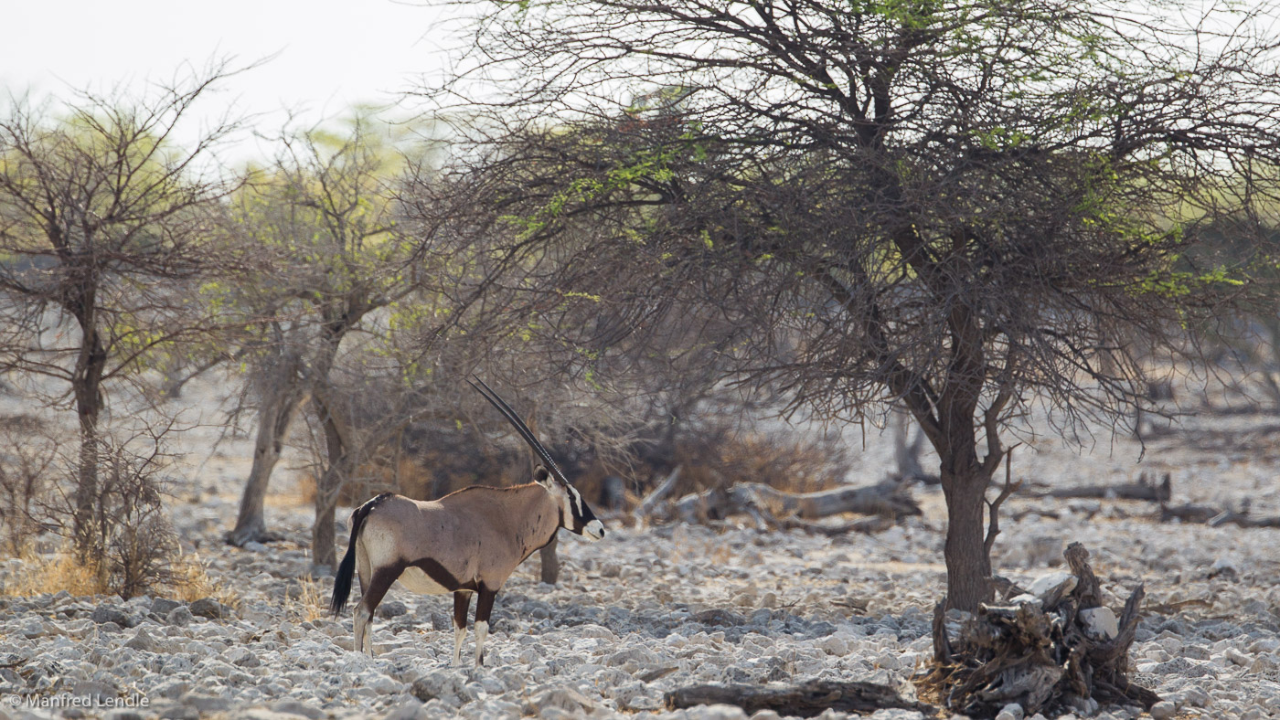 2014_Namibia_1D-5765.jpg