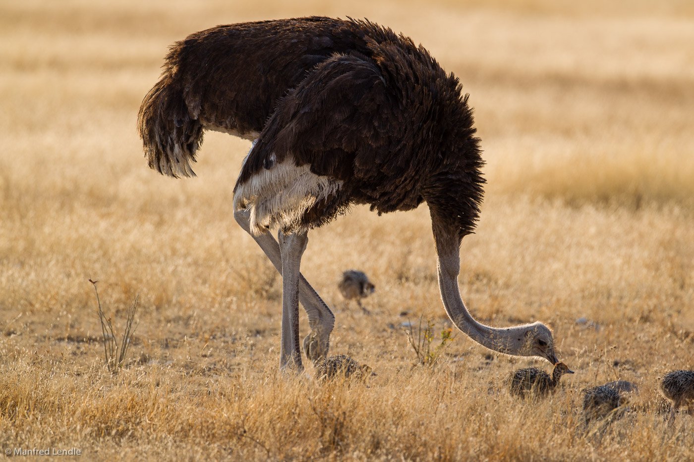 2014_Namibia_1D-5986.jpg