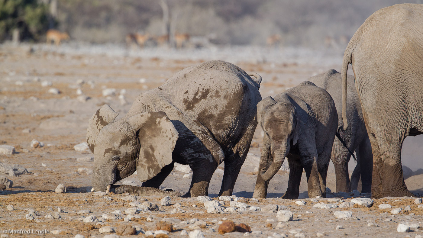 2015_Namibia_1D-5682.jpg
