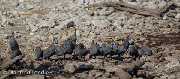 2015_Namibia_1D-5135.jpg 2015_Namibia_1D-5135.jpg
