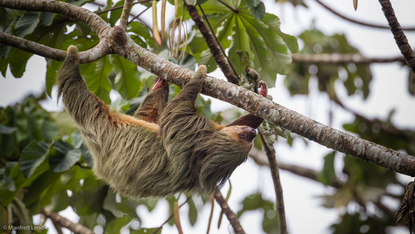 2017_Costa_Rica_1D-0832.jpg