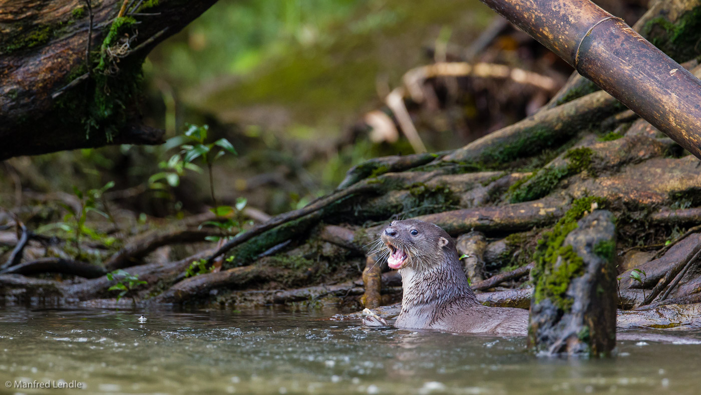 2017_Costa_Rica_1D-9270.jpg