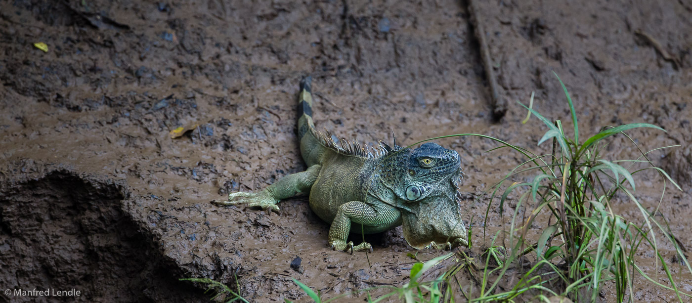 2017_Costa_Rica_1D-9417.jpg