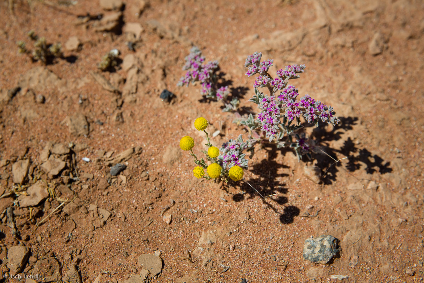 2018_Kalahari_5D-3498.jpg