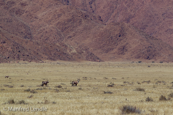 Tiere der Namib