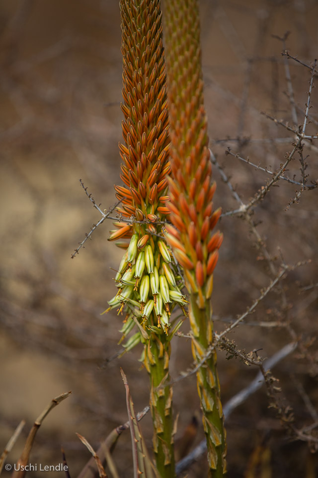 2018_Kalahari_5D-5909.jpg