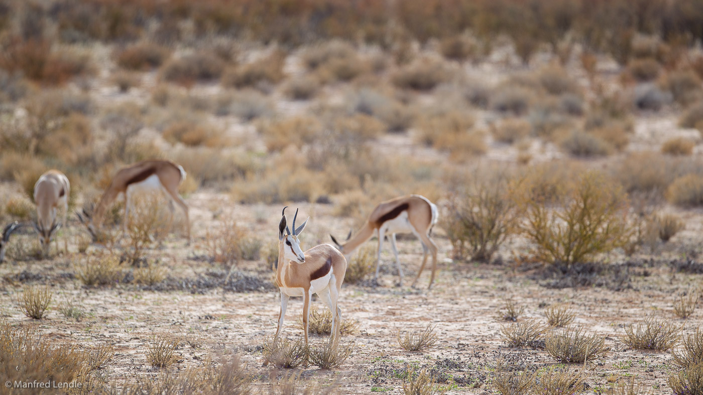 2018_Kalahari_1D-4125.jpg