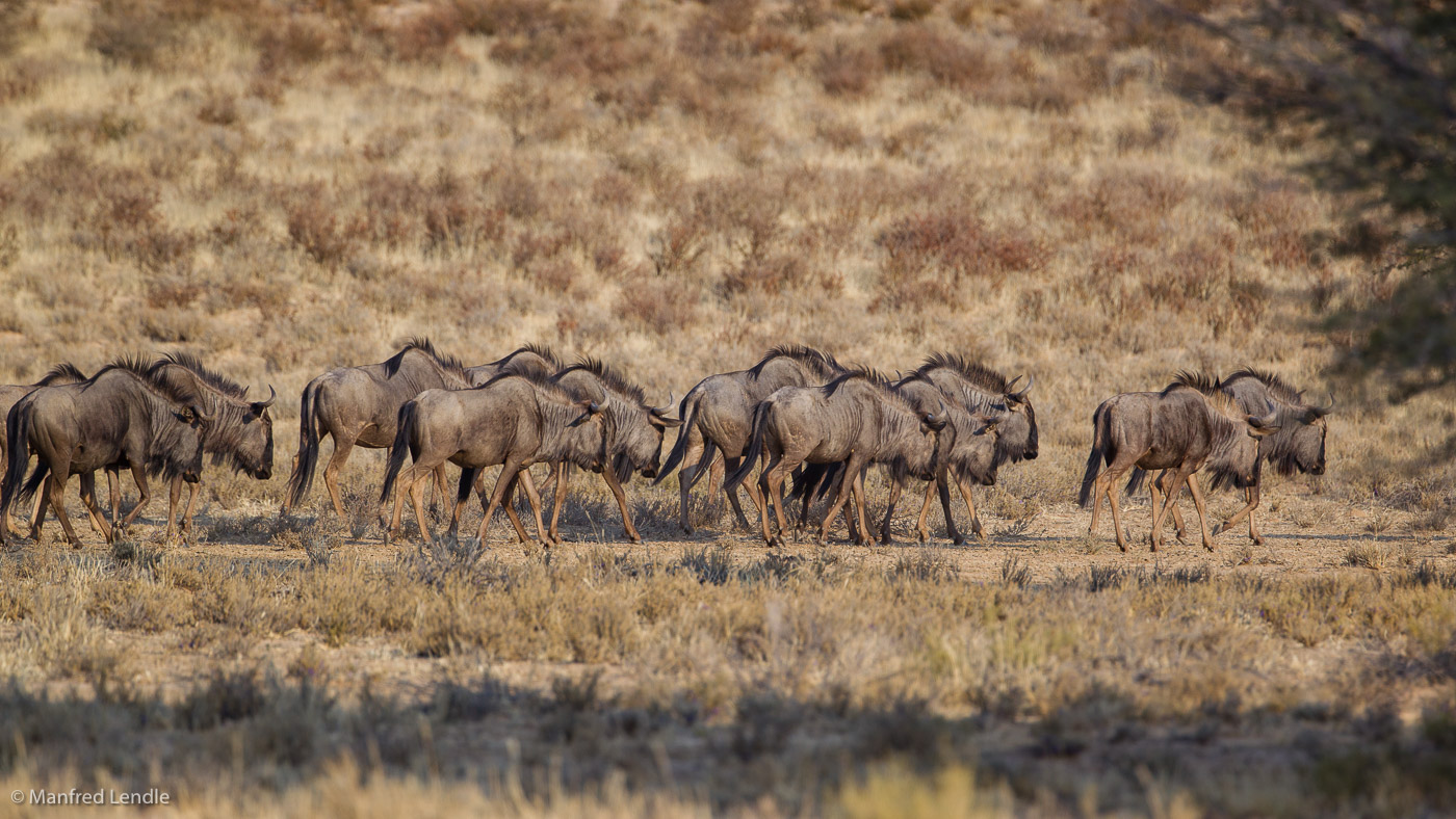 2018_Kalahari_1D-4977.jpg