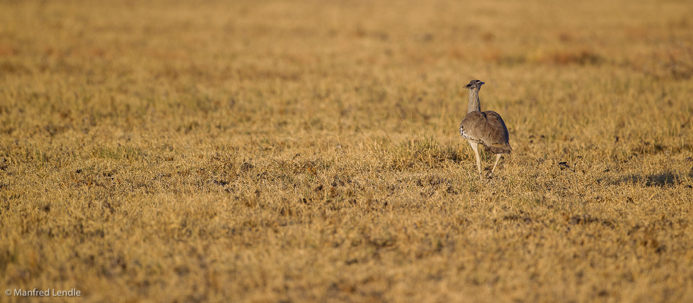 2018_Kalahari_1D-9097.jpg