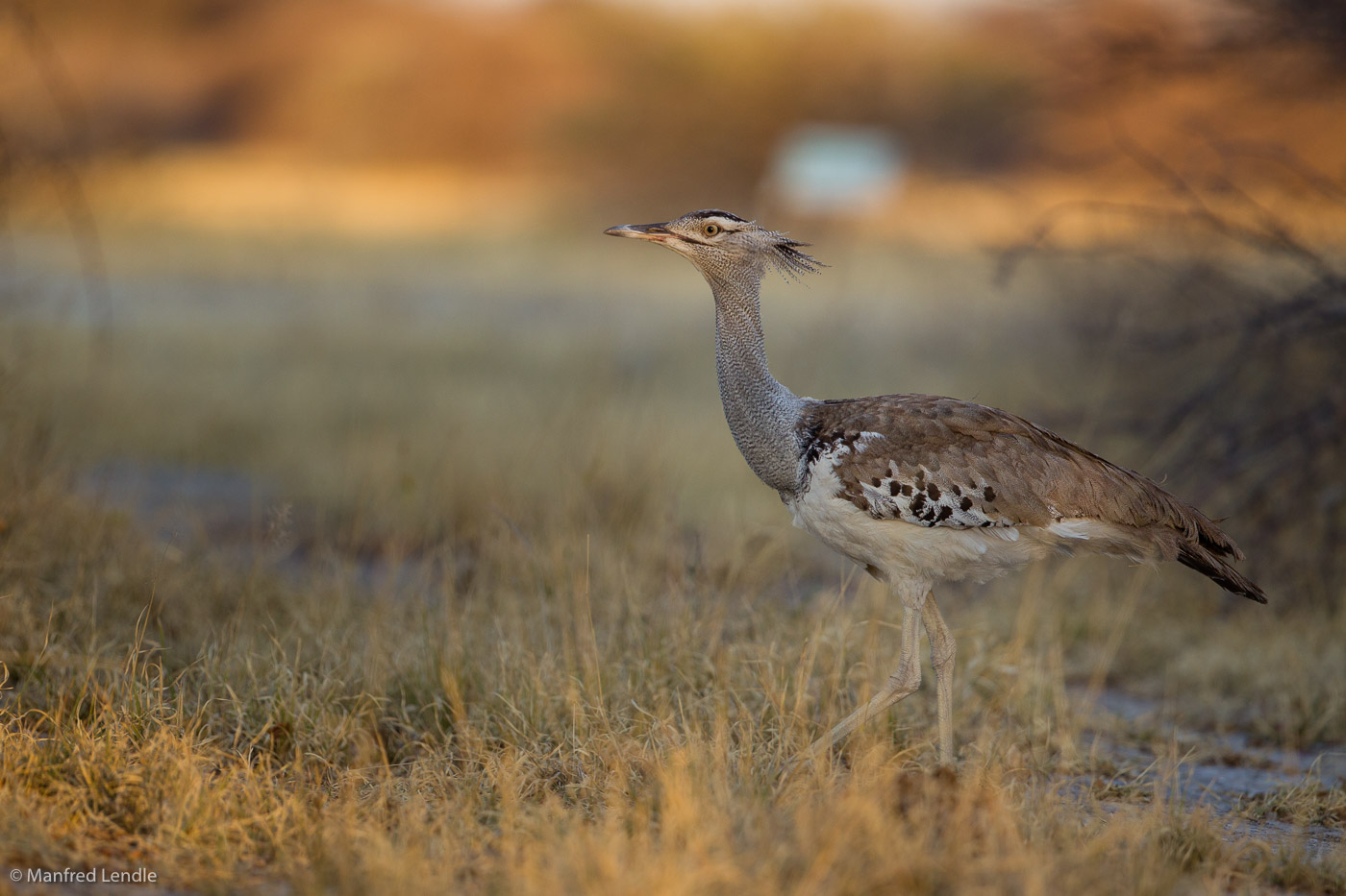 2018_Kalahari_1D-9132.jpg
