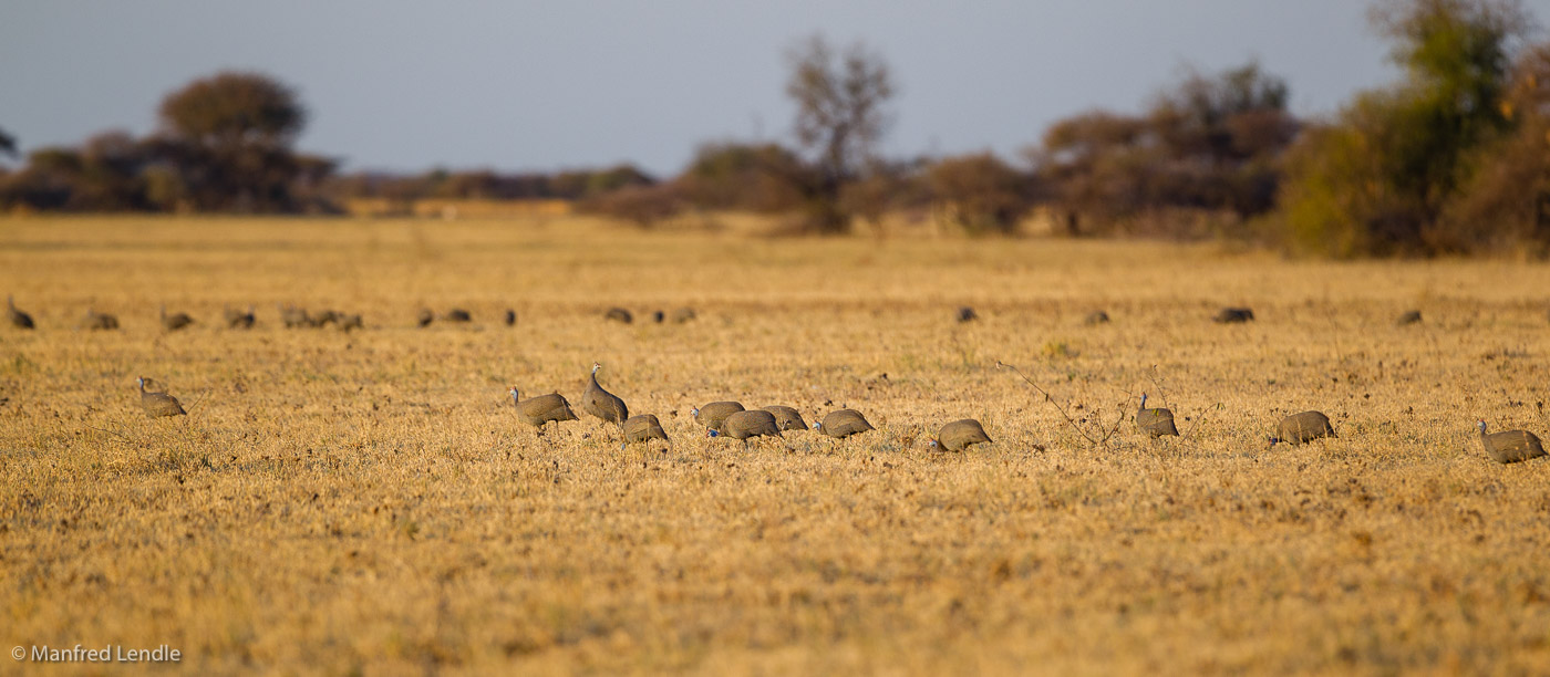 2018_Kalahari_1D-9139.jpg