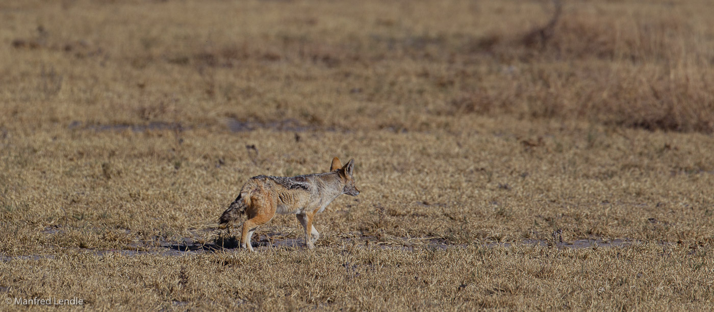 2018_Kalahari_1D-9246.jpg