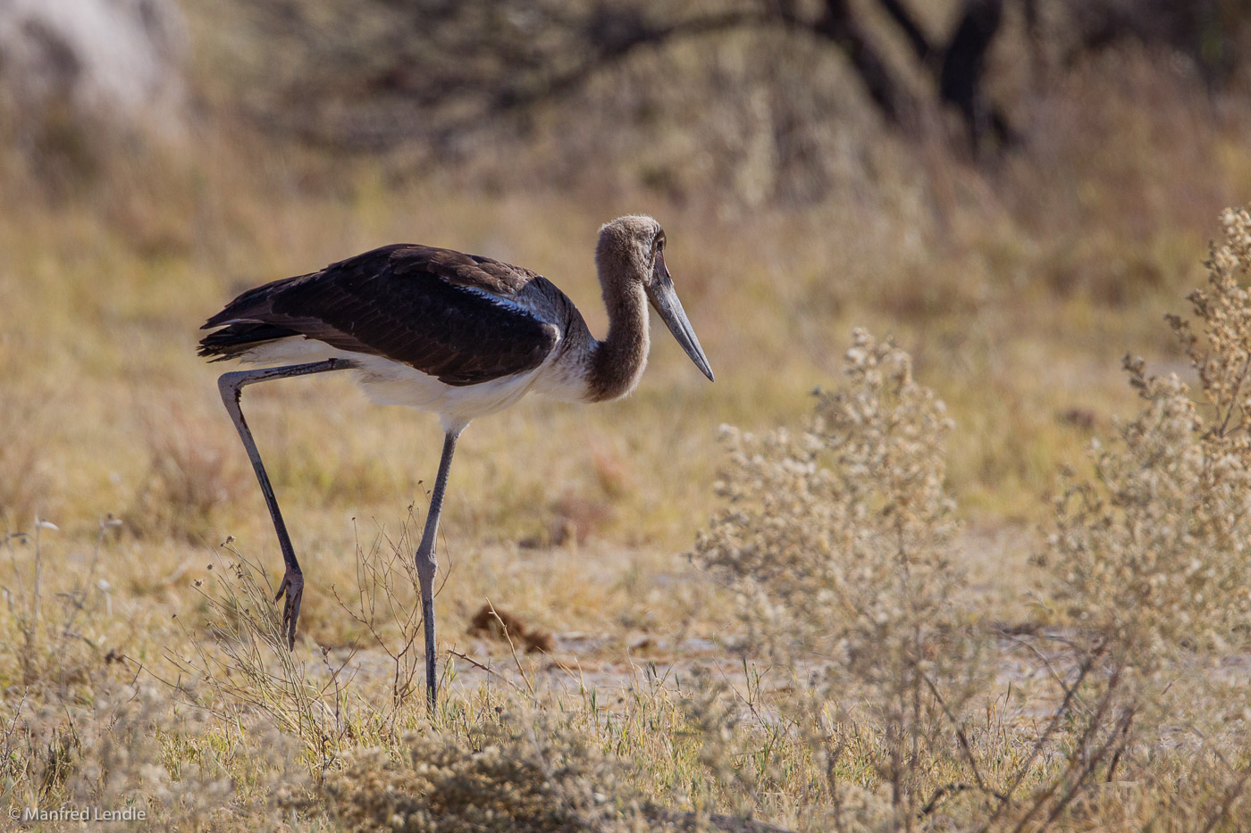2018_Kalahari_1D-9339.jpg